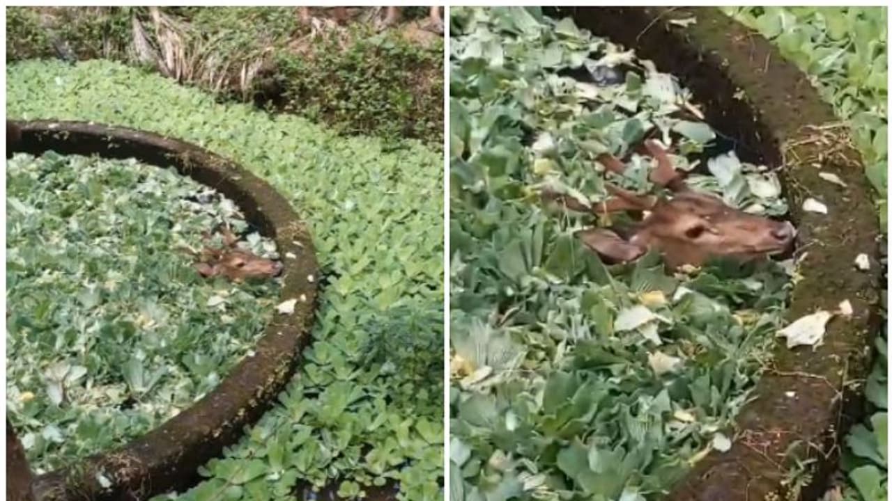 കൃഷിയിടത്തിലിറങ്ങിയ പുള്ളി മാനുകളിൽ ഒരെണ്ണം വീണത് കിണറ്റിലേക്ക്; രക്ഷക്കെത്തി നാടും ഫയർഫോഴ്സും കൃഷിയിടത്തിലിറങ്ങിയ പുള്ളി മാനുകളിൽ ഒരെണ്ണം വീണത് കിണറ്റിലേക്ക്; രക്ഷക്കെത്തി നാടും ഫയർഫോഴ്സും