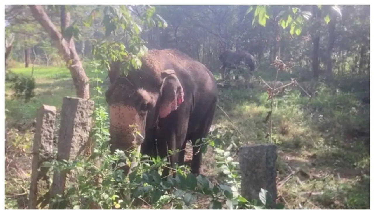 ಕಾಡಾನೆಗಳನ್ನು ಹಿಮ್ಮೆಟ್ಟಿಸಲು ಚಿಕ್ಕಮಗಳೂರಿಗೆ ಕಾಲಿಟ್ಟ ಅಭಿಮನ್ಯು ನೇತೃತ್ವದ ತಂಡ ಕಾಡಾನೆಗಳನ್ನು ಹಿಮ್ಮೆಟ್ಟಿಸಲು ಚಿಕ್ಕಮಗಳೂರಿಗೆ ಕಾಲಿಟ್ಟ ಅಭಿಮನ್ಯು ನೇತೃತ್ವದ ತಂಡ