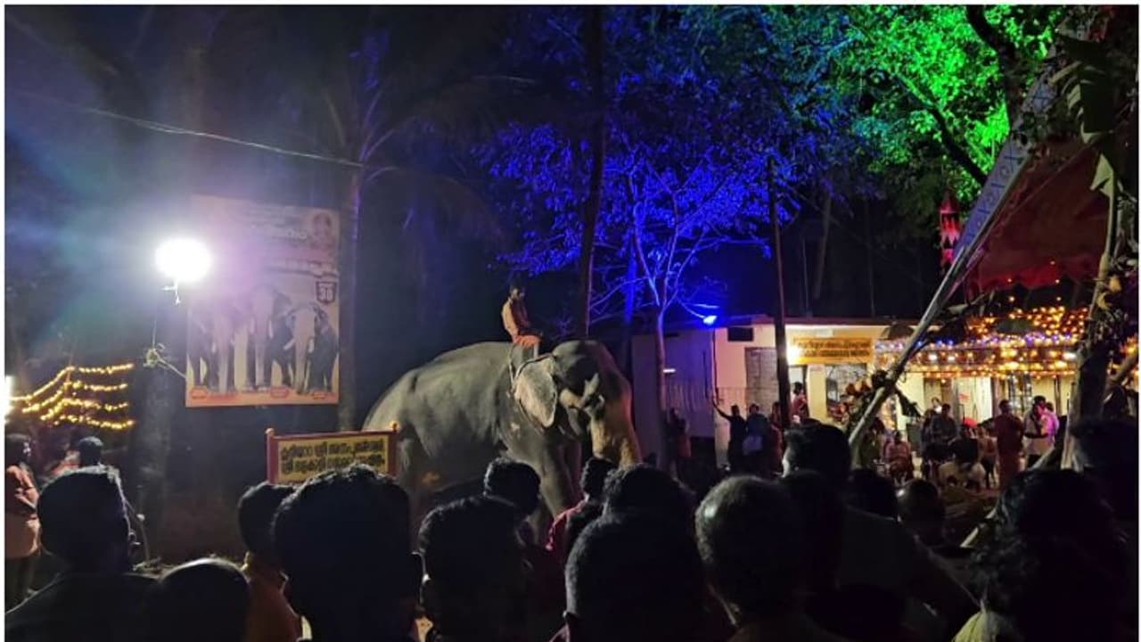 കൊടുങ്ങല്ലൂരിലും ശക്തികുളങ്ങരയിലും ആനയിടഞ്ഞു, പന്തൽ മറിച്ചിട്ടു, ചുറ്റുമതിൽ തകർത്തു കൊടുങ്ങല്ലൂരിലും ശക്തികുളങ്ങരയിലും ആനയിടഞ്ഞു, പന്തൽ മറിച്ചിട്ടു, ചുറ്റുമതിൽ തകർത്തു