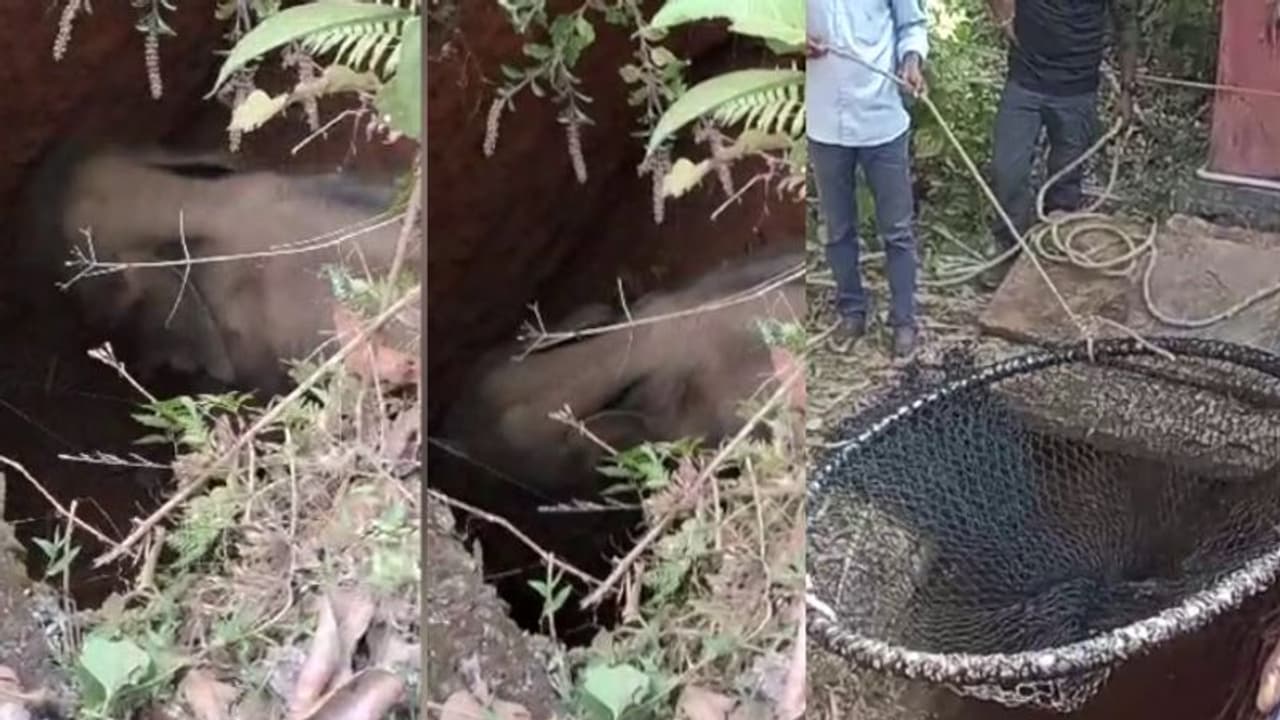 ആനക്കുട്ടി സെപ്റ്റിക് ടാങ്കിൽ വീണു, കാവൽ നിന്ന് കാട്ടാനക്കൂട്ടം, രക്ഷാപ്രവര്‍ത്തനത്തിനൊടുവിൽ പുറത്തേക്ക്