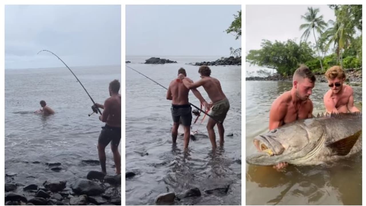 അമ്പമ്പോ... എന്തൊരു വലുപ്പം; ഒറ്റ ചൂണ്ടയില് കൊരുത്ത് കേറിയ മീനെ കണ്ട് ഞെട്ടി സോഷ്യല് മീഡിയ ! അമ്പമ്പോ... എന്തൊരു വലുപ്പം; ഒറ്റ ചൂണ്ടയില് കൊരുത്ത് കേറിയ മീനെ കണ്ട് ഞെട്ടി സോഷ്യല് മീഡിയ !