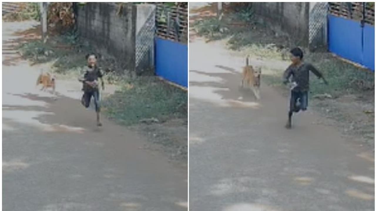 ഇവിടെ നായകൾ 'ഡീസന്റ് ' അല്ല, ഭയന്നോടിയ കുട്ടിയെ കടിക്കാൻ പാഞ്ഞടുക്കുന്ന തെരുവ് നായ, ഭീതി പടർത്തി വീഡിയോ ഇവിടെ നായകൾ 'ഡീസന്റ് ' അല്ല, ഭയന്നോടിയ കുട്ടിയെ കടിക്കാൻ പാഞ്ഞടുക്കുന്ന തെരുവ് നായ, ഭീതി പടർത്തി വീഡിയോ