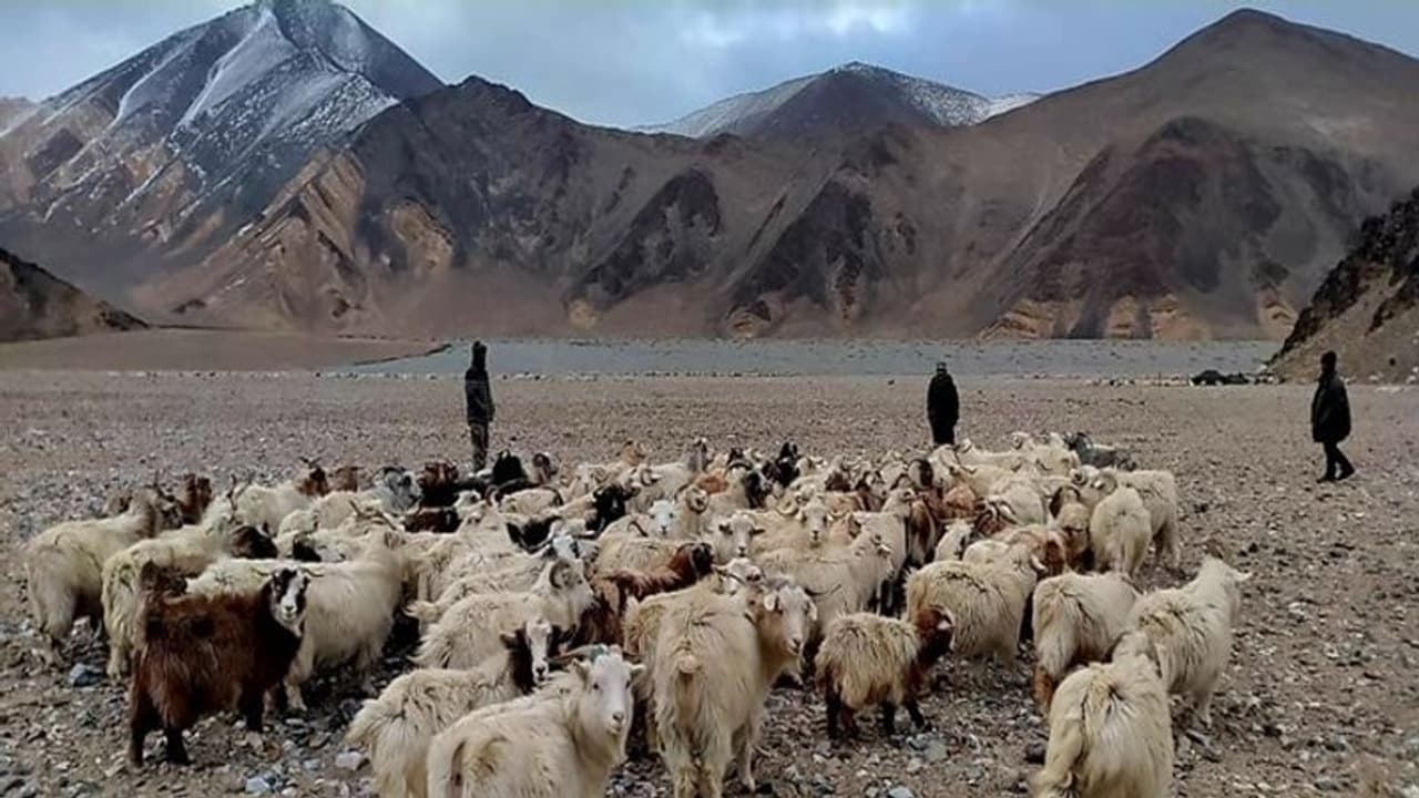 சீன ராணுவ வீரர்களை ஓட விட்ட இந்திய மேய்ச்சல்காரர்கள்!