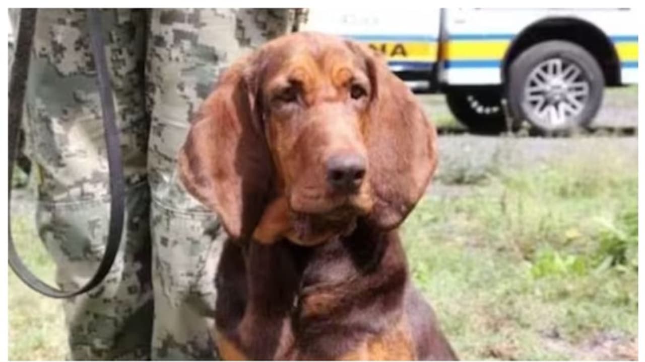 മെക്സിക്കന് മയക്കുമരുന്ന് കാർട്ടലുകളുടെ പേടി സ്വപ്നം ! റാഫേൽ കാറോ ക്വിന്റേറോയുടെ അറസ്റ്റിന്റെ ഹീറോയാണിവന് മെക്സിക്കന് മയക്കുമരുന്ന് കാർട്ടലുകളുടെ പേടി സ്വപ്നം ! റാഫേൽ കാറോ ക്വിന്റേറോയുടെ അറസ്റ്റിന്റെ ഹീറോയാണിവന്