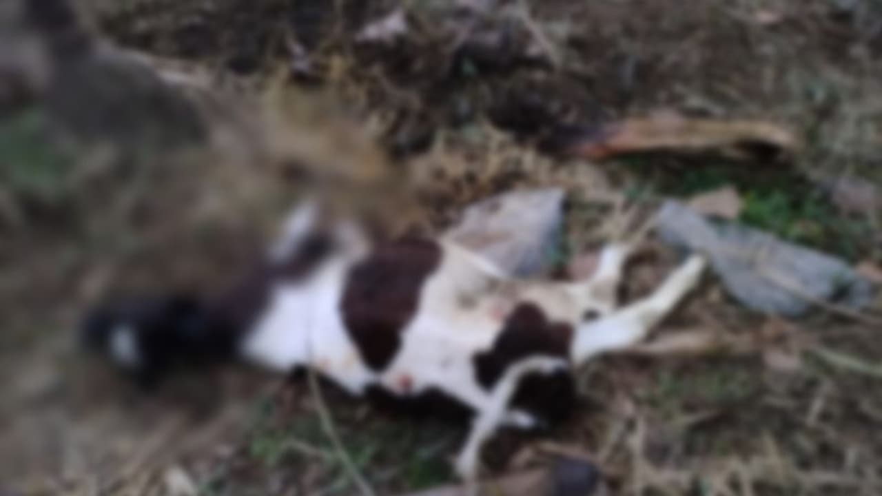 പുല്പ്പള്ളി താന്നിത്തെരുവിലും കടുവയെത്തി; തൊഴുത്തിന് സമീപം കെട്ടിയ പശുക്കിടാവിനെ കടിച്ചുകൊന്നു പുല്പ്പള്ളി താന്നിത്തെരുവിലും കടുവയെത്തി; തൊഴുത്തിന് സമീപം കെട്ടിയ പശുക്കിടാവിനെ കടിച്ചുകൊന്നു