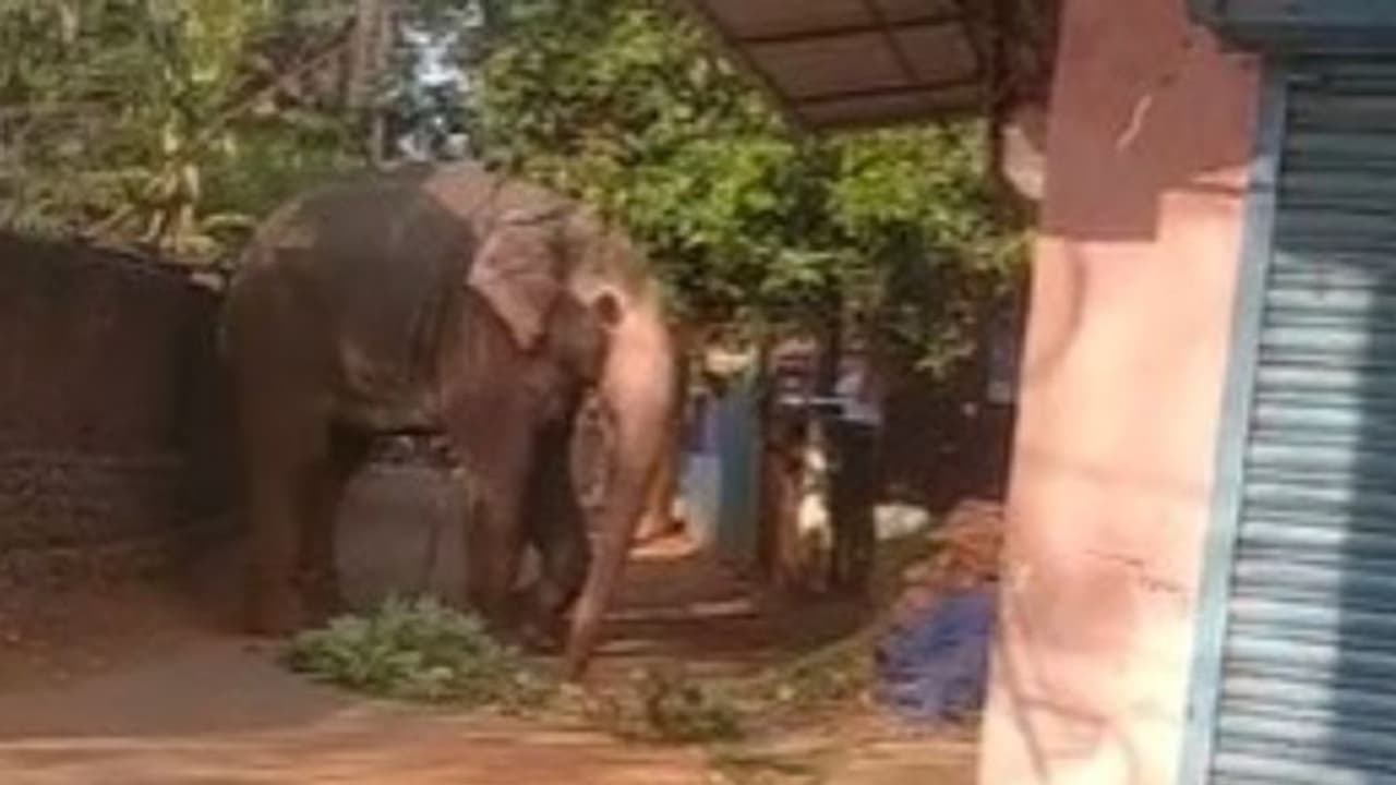 കുന്നംകുളത്ത് ആനയിടഞ്ഞു, രണ്ടാം പാപ്പാന്റെ പിന്നാലെയോടി; ഒന്നാം പാപ്പാനെ കണ്ടപ്പോൾ ശാന്തനായി