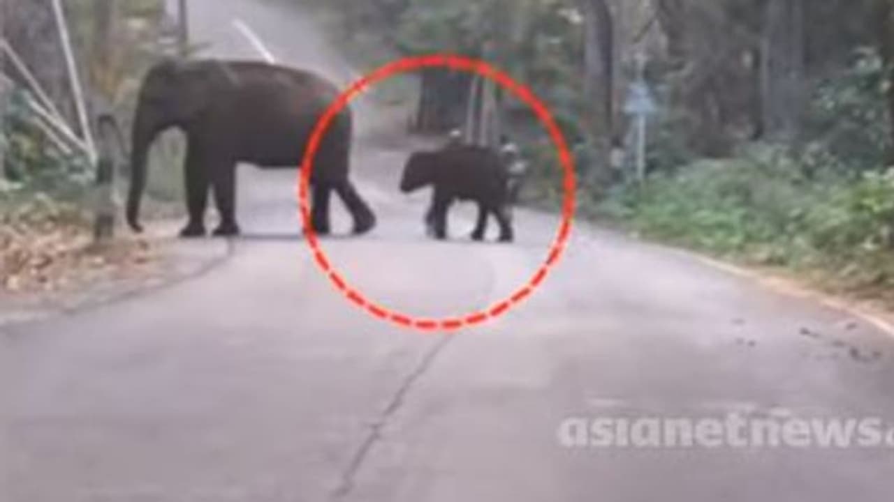 'പിന്നാലെയുണ്ടല്ലോ അല്ലേ, ഉറപ്പാക്കാന് ഒരു കാൽ ദൂരം', തുമ്പിക്കൈയ്യില്ലാത്ത ആനക്കുട്ടിയെ വീണ്ടും കണ്ടെത്തി 'പിന്നാലെയുണ്ടല്ലോ അല്ലേ, ഉറപ്പാക്കാന് ഒരു കാൽ ദൂരം', തുമ്പിക്കൈയ്യില്ലാത്ത ആനക്കുട്ടിയെ വീണ്ടും കണ്ടെത്തി