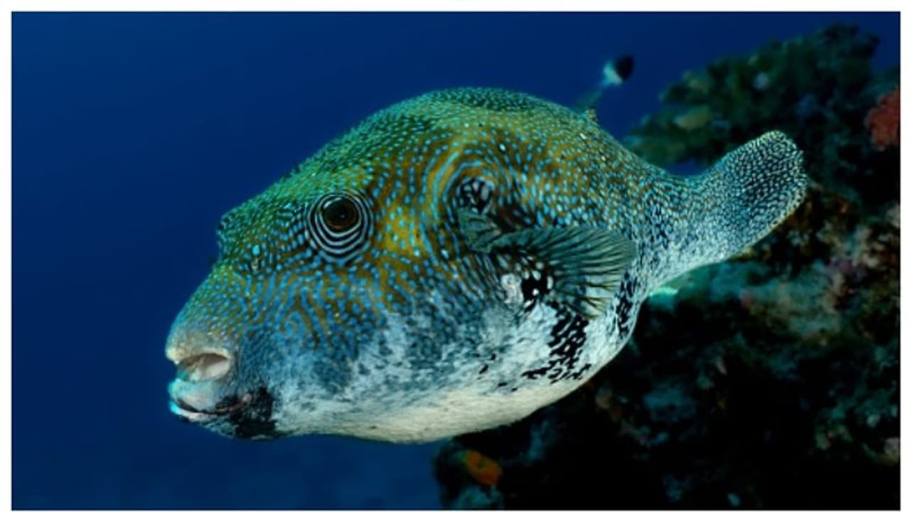 സുഹൃത്ത് നല്കിയ പഫര് ഫിഷ് കറിവച്ച് കഴിച്ചു; 46 കാരന് ദാരുണാന്ത്യം ! സുഹൃത്ത് നല്കിയ പഫര് ഫിഷ് കറിവച്ച് കഴിച്ചു; 46 കാരന് ദാരുണാന്ത്യം !