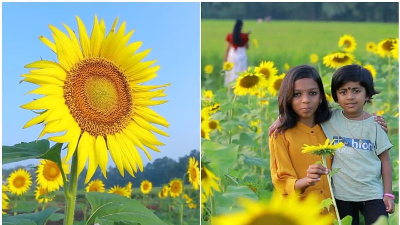 ആദ്യം പാളി, രണ്ടാം തവണ പൂത്തുലഞ്ഞു, 5 കിലോ വിത്തിൽ നിന്ന് ഒരു കിലോ എണ്ണ, മങ്കിടിയുടെ സൂര്യശോഭ തേടി റീൽസുകാർ ആദ്യം പാളി, രണ്ടാം തവണ പൂത്തുലഞ്ഞു, 5 കിലോ വിത്തിൽ നിന്ന് ഒരു കിലോ എണ്ണ, മങ്കിടിയുടെ സൂര്യശോഭ തേടി റീൽസുകാർ
