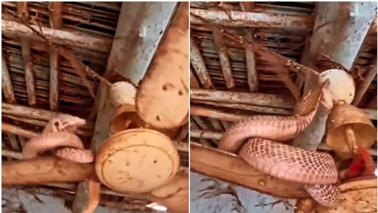 സീലിംഗ് ഫാനില് ചുറ്റിപ്പിണഞ്ഞ് രാജവെമ്പാല; വീഡിയോ സീലിംഗ് ഫാനില് ചുറ്റിപ്പിണഞ്ഞ് രാജവെമ്പാല; വീഡിയോ