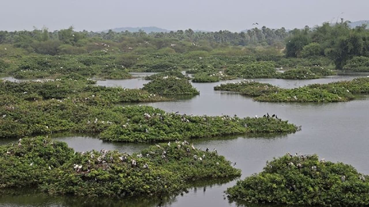 உலக சதுப்பு நில தினம் 2024.. இந்தியாவிற்கு முன்னோடியாகும் தமிழகம் 115 கோடியில் உருவாகும் புதிய திட்டம்!