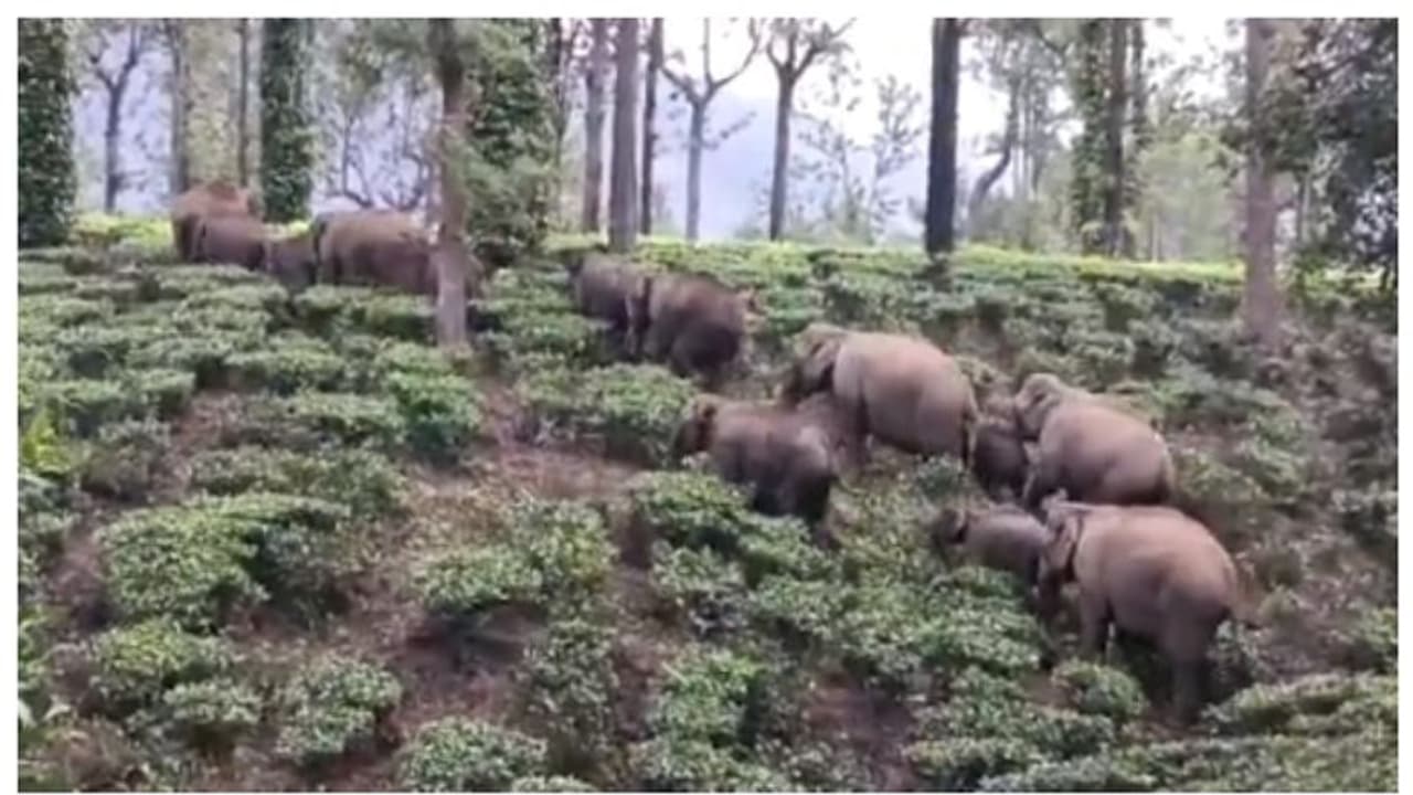 'വരിവരിയായി നിരനിരയായ്'; വേനൽ കനക്കുമ്പോൾ നീലഗിരി വഴി കേരളത്തിലേക്ക് കടക്കുന്ന ആനക്കൂട്ടത്തിന്‍റെ വൈറൽ വീഡിയോ 
