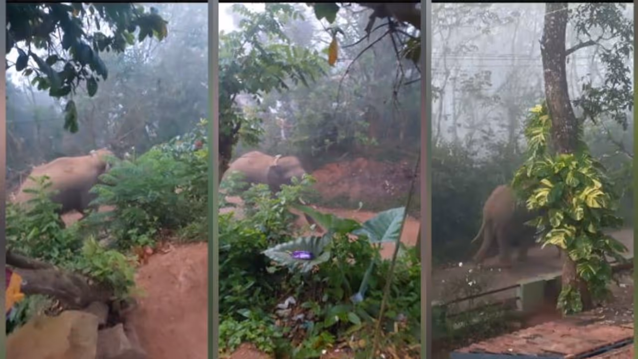 വയനാട്ടിൽ വീണ്ടും ജനവാസ മേഖലയിൽ കാട്ടാന; കഴുത്തിൽ റേഡിയോ കോളർ, ആന മാനന്തവാടി നഗരത്തിലേക്ക്, ജാ​ഗ്രതാ നിർദേശം