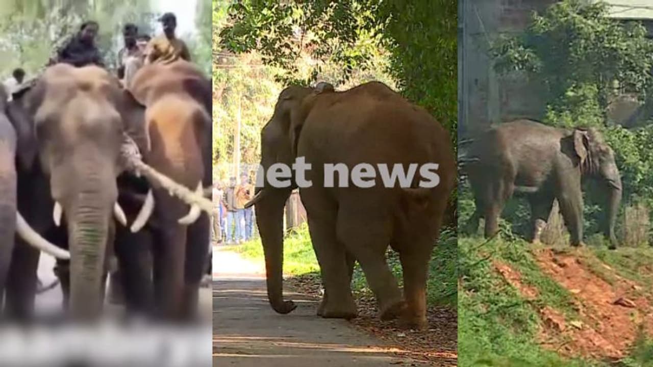 കർണാടകയെ വിറപ്പിച്ച കൊമ്പൻ, രണ്ടാഴ്ച മുമ്പ് പിടികൂടി കാട്ടിൽ വിട്ടു, മാനന്തവാടിയിലെത്തിയത് എങ്ങനെ?