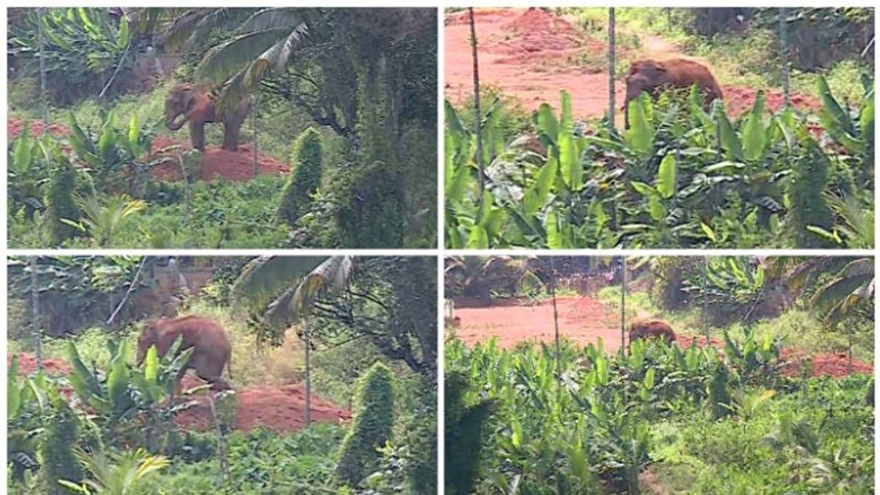 'വിക്രമും സൂര്യയും' എത്തി; മാനന്തവാടിയിൽ ആനയെത്തിയിട്ട് 8 മണിക്കൂർ, മയക്കുവെടി വെക്കും, ഒരുക്കങ്ങൾ സജ്ജം