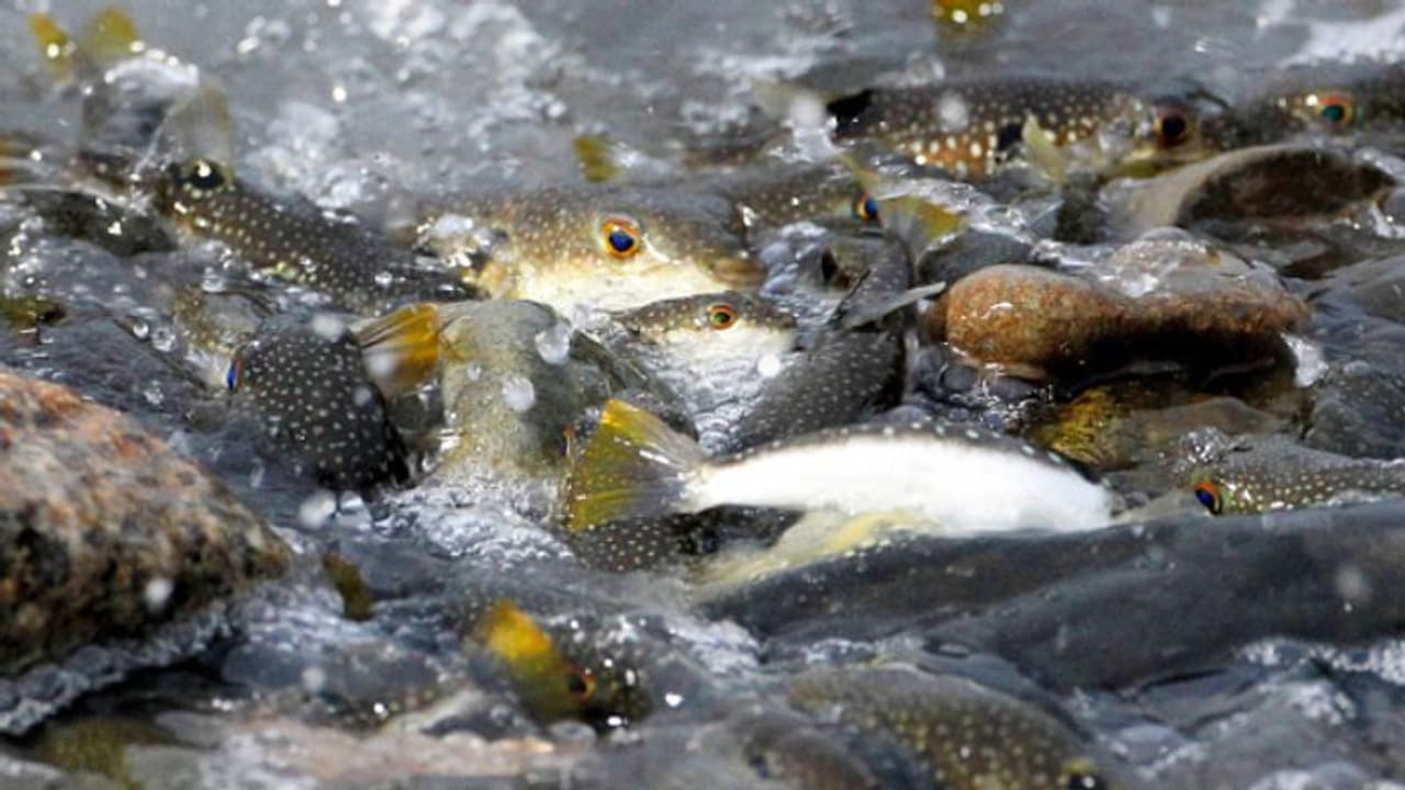 സയനൈഡിനേക്കാൾ 1200 മടങ്ങ് വിഷം, ഭക്ഷണ മേശയിലെത്തുമ്പോൾ വൻ വില, അറിയാം ഈ കുഞ്ഞൻ ഭീകരനെ...