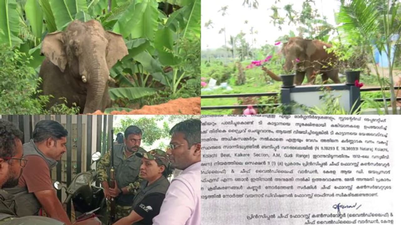 മുള്മുനയിൽ മാനന്തവാടി, കാട്ടാനയെ മയക്കുവെടിവെക്കാൻ ഉത്തരവിറങ്ങി, പിടികൂടി ബന്ദിപ്പൂരിൽ തുറന്നുവിടാനും നിർദേശം മുള്മുനയിൽ മാനന്തവാടി, കാട്ടാനയെ മയക്കുവെടിവെക്കാൻ ഉത്തരവിറങ്ങി, പിടികൂടി ബന്ദിപ്പൂരിൽ തുറന്നുവിടാനും നിർദേശം