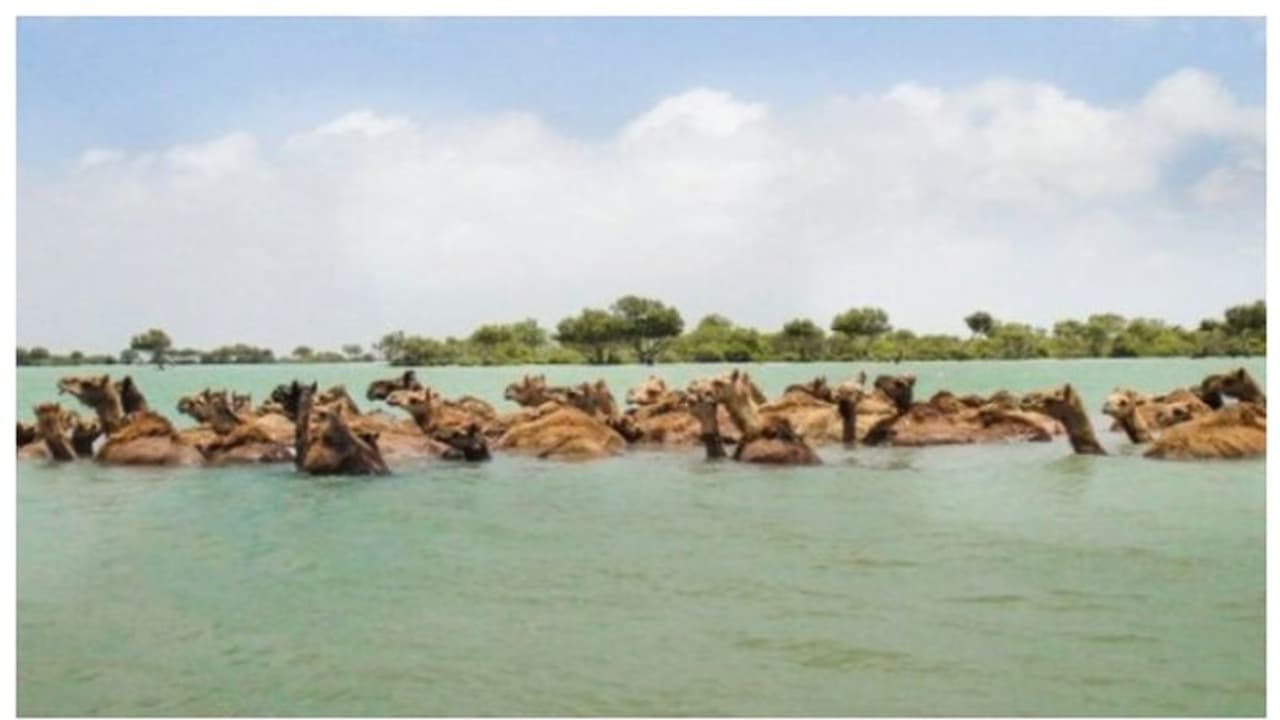 കടല് കടക്കും ഒട്ടകം; മരുഭൂമിയില് മാത്രമല്ല, കടലും താണ്ടും കച്ചിലെ ഖരായി ഒട്ടകങ്ങള് ! കടല് കടക്കും ഒട്ടകം; മരുഭൂമിയില് മാത്രമല്ല, കടലും താണ്ടും കച്ചിലെ ഖരായി ഒട്ടകങ്ങള് !