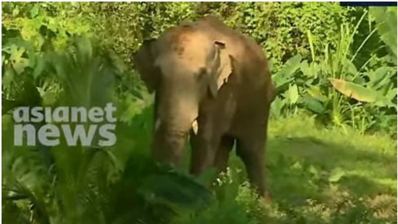 'മിഷന് തണ്ണീര്'; കാട്ടാന സമീപത്തെ കുന്നില്ചരുവിലേക്ക് മാറി, മയക്കുവെടി വയ്ക്കുന്നതില് അനിശ്ചിതത്വം 'മിഷന് തണ്ണീര്'; കാട്ടാന സമീപത്തെ കുന്നില്ചരുവിലേക്ക് മാറി, മയക്കുവെടി വയ്ക്കുന്നതില് അനിശ്ചിതത്വം