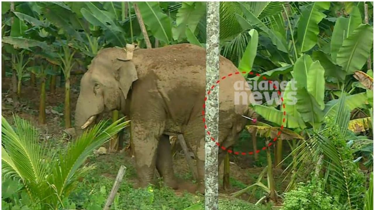 കൊമ്പന് മയക്കുവെടി; മാനന്തവാടിയില് ഭീതി പരത്തിയ ആനയെ മയക്കുവെടിവച്ചു, അനങ്ങാൻ കഴിയാതെ നിലയുറപ്പിച്ച് കാട്ടാന കൊമ്പന് മയക്കുവെടി; മാനന്തവാടിയില് ഭീതി പരത്തിയ ആനയെ മയക്കുവെടിവച്ചു, അനങ്ങാൻ കഴിയാതെ നിലയുറപ്പിച്ച് കാട്ടാന