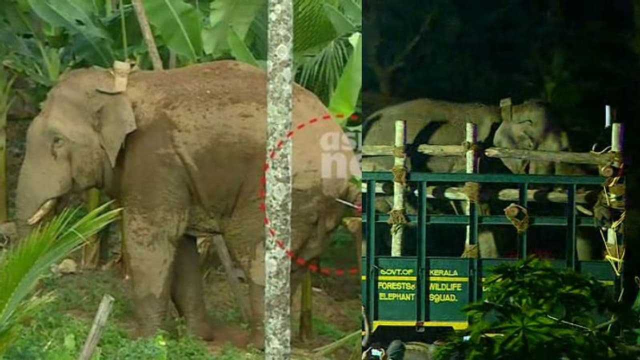 തണ്ണീർക്കൊമ്പന് സംഭവിച്ചതെന്ത്? വിശദീകരണവും വിലയിരുത്തലുകളുമായി കേരള കർണാടക വനംവകുപ്പുകൾ