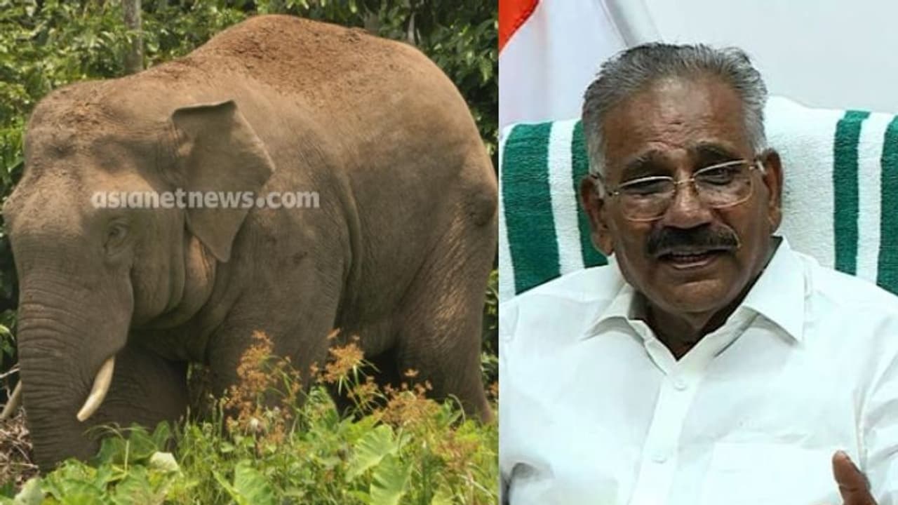 'തണ്ണീർ കൊമ്പൻ ചരിഞ്ഞ വാർത്ത നടുക്കമുണ്ടാക്കി, 5 അംഗ ഉന്നത സമിതി അന്വേഷിക്കും' എകെ ശശീന്ദ്രൻ