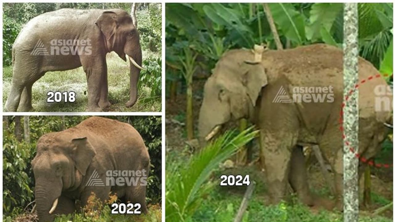 എലിഫന്റ് ആംബുലൻസിൽ നിന്ന് 'തണ്ണീരിനെ' ഇറക്കാനായില്ല, കുഴഞ്ഞ് വീണശേഷം എഴുന്നേറ്റില്ല, പോസ്റ്റ്മോർട്ടം ഇന്ന് എലിഫന്റ് ആംബുലൻസിൽ നിന്ന് 'തണ്ണീരിനെ' ഇറക്കാനായില്ല, കുഴഞ്ഞ് വീണശേഷം എഴുന്നേറ്റില്ല, പോസ്റ്റ്മോർട്ടം ഇന്ന്