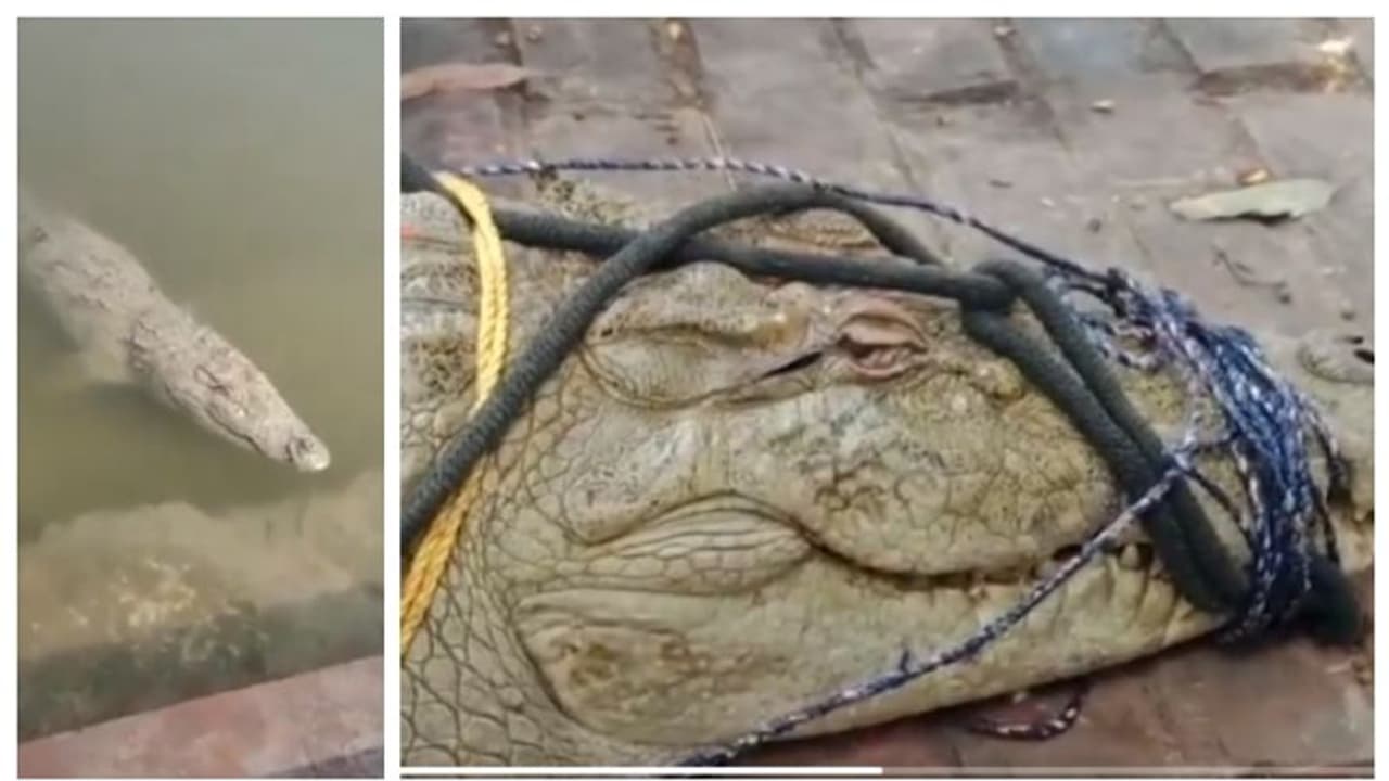 സ്നാന ഘട്ടിലെ മുതലയെ പിടികൂടി ക്ഷേത്രത്തിലെത്തിച്ചു; പിന്നാലെ ആരാധനയും തുടങ്ങി ! സ്നാന ഘട്ടിലെ മുതലയെ പിടികൂടി ക്ഷേത്രത്തിലെത്തിച്ചു; പിന്നാലെ ആരാധനയും തുടങ്ങി !