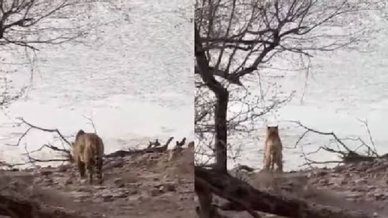 കാട്ടിലെത്തിയവരെ കാത്തിരുന്നത് അപ്രതീക്ഷിതമായ കാഴ്ച, അമ്പരന്ന് നിൽക്കുംമുമ്പ് എല്ലാം കഴിഞ്ഞു കാട്ടിലെത്തിയവരെ കാത്തിരുന്നത് അപ്രതീക്ഷിതമായ കാഴ്ച, അമ്പരന്ന് നിൽക്കുംമുമ്പ് എല്ലാം കഴിഞ്ഞു