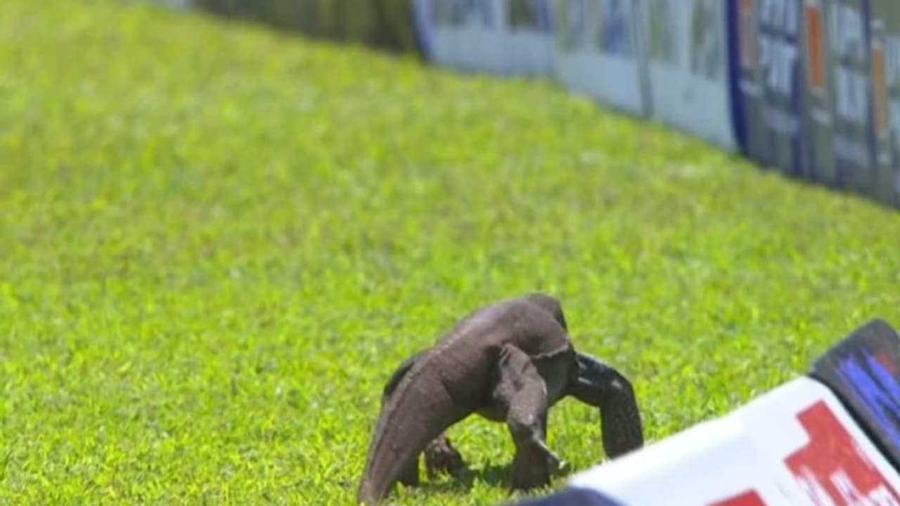 Sri Lanka vs Afghanistan test : మైదానంలోకి ఉడుము, బౌండరీ లైన్ వద్ద చక్కర్లు , కాసేపు నిలిచిన మ్యాచ్ (వీడియో) Sri Lanka vs Afghanistan test : మైదానంలోకి ఉడుము, బౌండరీ లైన్ వద్ద చక్కర్లు , కాసేపు నిలిచిన మ్యాచ్ (వీడియో)