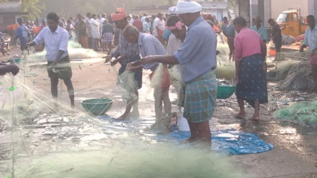 കടല് കനിഞ്ഞു, ആവോളം മത്തി വലയിൽ കയറി, വറുതിവിട്ട് പെട്ടി കയറിയ മത്തി വേണ്ടുവോളം; പുന്നപ്രയിൽ ഇനി വേവോളം! കടല് കനിഞ്ഞു, ആവോളം മത്തി വലയിൽ കയറി, വറുതിവിട്ട് പെട്ടി കയറിയ മത്തി വേണ്ടുവോളം; പുന്നപ്രയിൽ ഇനി വേവോളം!