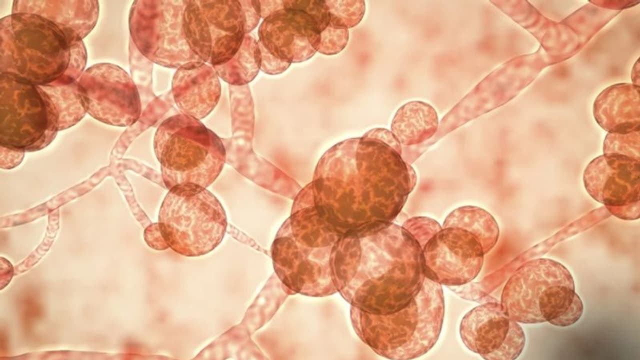 മനുഷ്യരില്‍ നിന്ന് മനുഷ്യരിലേക്ക് പകരുന്ന അപകടകാരിയായ 'കാൻഡിഡ ഓറിസ്' ഫംഗസ് കേസുകള്‍...