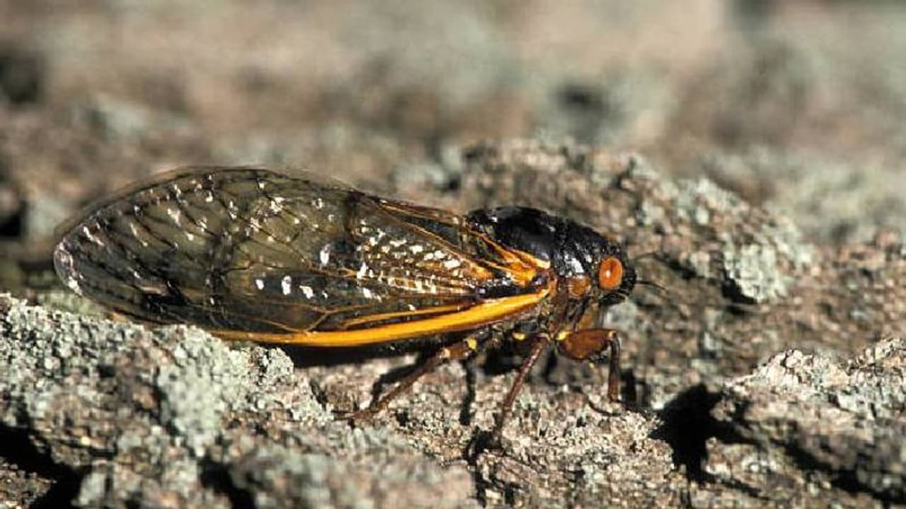 221 വർഷങ്ങള്ക്കുശേഷം, കോടിക്കണക്കിന് പ്രാണികൾ മണ്ണിനടിയിൽ നിന്നും ഒരുമിച്ച് പുറത്തേക്ക്, അപൂര്വ പ്രതിഭാസം 221 വർഷങ്ങള്ക്കുശേഷം, കോടിക്കണക്കിന് പ്രാണികൾ മണ്ണിനടിയിൽ നിന്നും ഒരുമിച്ച് പുറത്തേക്ക്, അപൂര്വ പ്രതിഭാസം