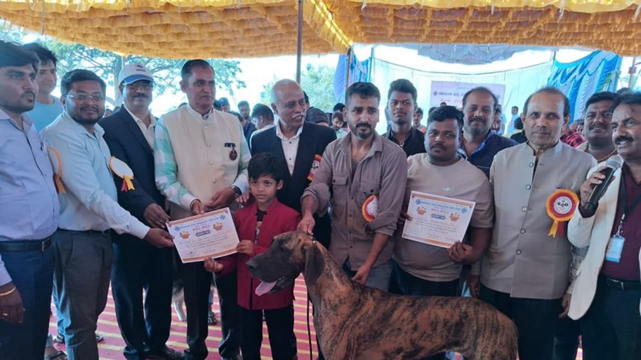 ಹಂಪಿ ಉತ್ಸವದಲ್ಲಿ ಗಮನ ಸೆಳೆದ ಶ್ವಾನ ಪ್ರದರ್ಶನ: ಒಂದಕ್ಕಿಂತ ಒಂದು ಭಿನ್ನವಾಗಿದ್ದ 19 ತಳಿಯ ಶ್ವಾನಗಳು! ಹಂಪಿ ಉತ್ಸವದಲ್ಲಿ ಗಮನ ಸೆಳೆದ ಶ್ವಾನ ಪ್ರದರ್ಶನ: ಒಂದಕ್ಕಿಂತ ಒಂದು ಭಿನ್ನವಾಗಿದ್ದ 19 ತಳಿಯ ಶ್ವಾನಗಳು!