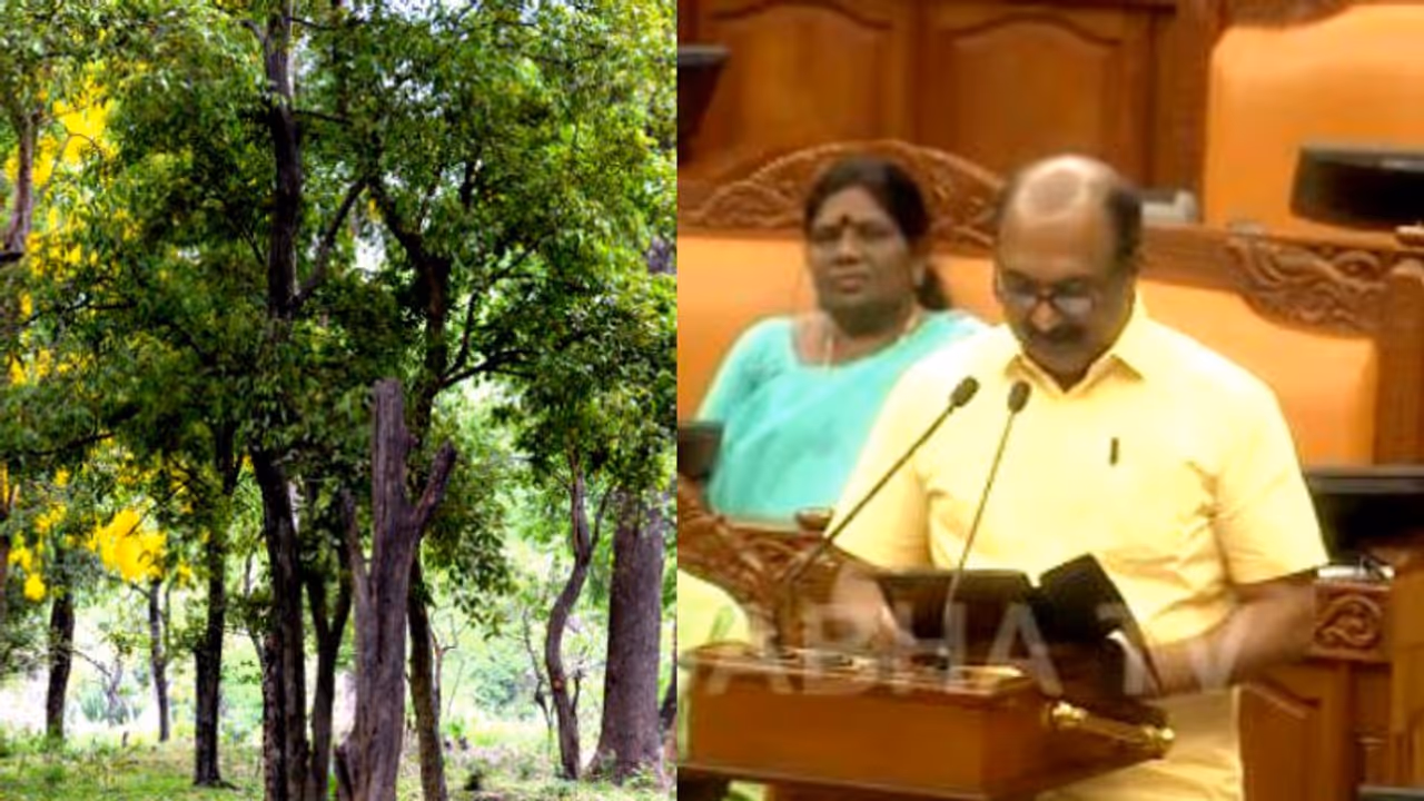 ബജറ്റിൽ ചന്ദനകൃഷിക്ക് പ്രോത്സാഹനം; നിയമങ്ങളിലും ചട്ടങ്ങളിലും മാറ്റങ്ങള്‍ വരുത്തുമെന്ന് ധനമന്ത്രി
