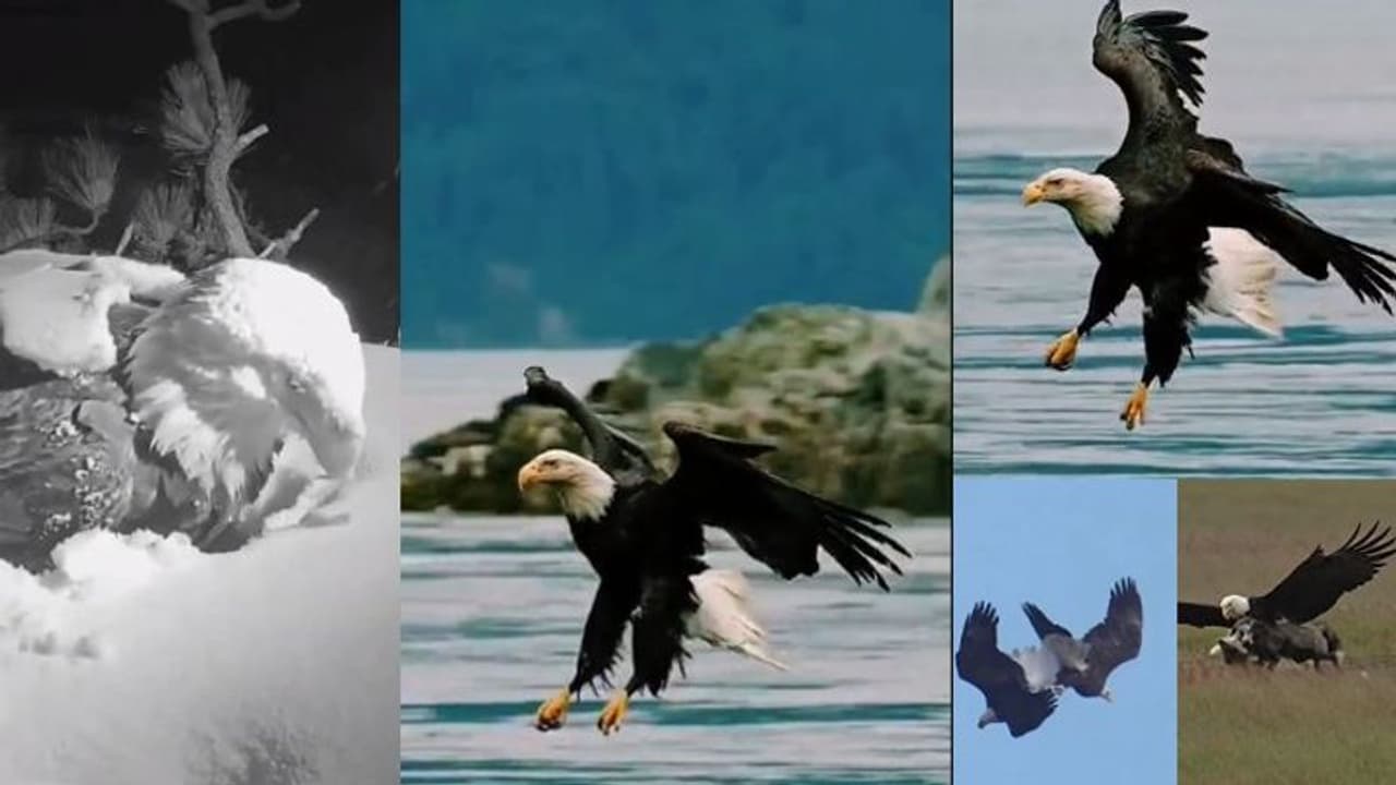 ಶೌರ್ಯ ಧೈರ್ಯಕ್ಕೆ ಹೆಸರಾದ ಹದ್ದುಗಳ ರೋಚಕ ವೀಡಿಯೋ ಸಖತ್ ವೈರಲ್