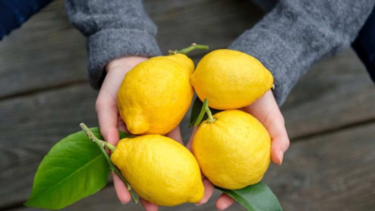 ವಿಜಯಪುರ: ಬಾರದ ಮಳೆ, ಹಾನಿಯಾದ ಲಿಂಬೆ ಬೆಳೆ..!