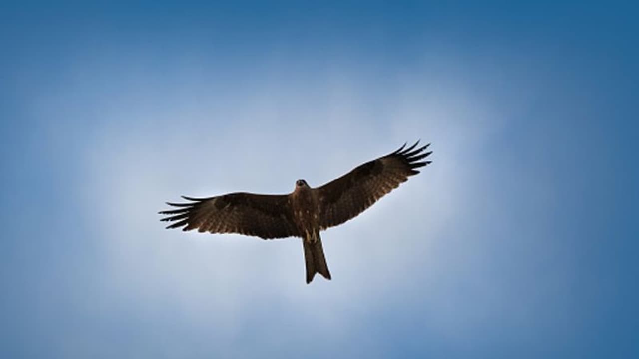 BSF seizes trained falcon with GPS along Indo Pak border in Jaisalmer; training costs estimated at Rs 15 lakh BSF seizes trained falcon with GPS along Indo Pak border in Jaisalmer; training costs estimated at Rs 15 lakh