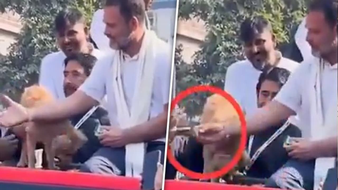 Rahul Gandhi gave dog biscuits to workers? Assam CM Himanta Biswa Sarma reacts (WATCH)