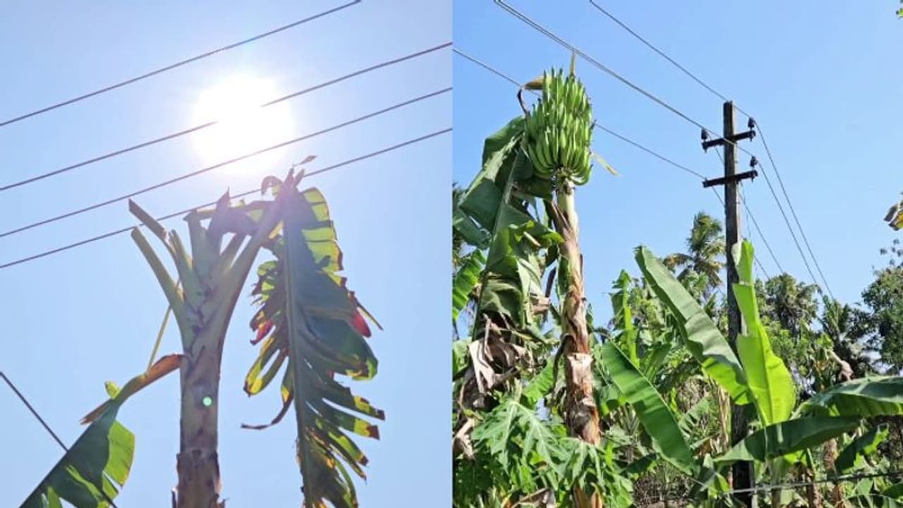 കെഎസ്ഇബിയുടെ 'വാഴവെട്ട്'; കർഷകർക്കുണ്ടായത് വലിയ ബുദ്ധിമുട്ട്, നഷ്ടത്തിന് പരിഹാരമുണ്ടാകുമെന്ന് മന്ത്രി കെഎസ്ഇബിയുടെ 'വാഴവെട്ട്'; കർഷകർക്കുണ്ടായത് വലിയ ബുദ്ധിമുട്ട്, നഷ്ടത്തിന് പരിഹാരമുണ്ടാകുമെന്ന് മന്ത്രി