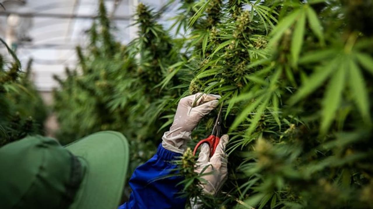 No more cannabis in Bangkok? Thai government says it will ban recreational use of marijuana soon