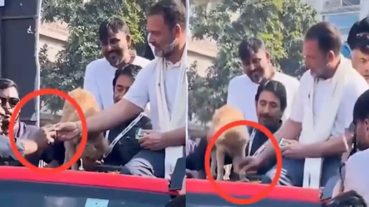 Rahul Gandhi Dog Biscuit row: தொண்டருக்கு நாய் பிஸ்கட் கொடுத்த ராகுல்? வீடியோ வெளியிட்டு புகார் கூறும் பாஜக!