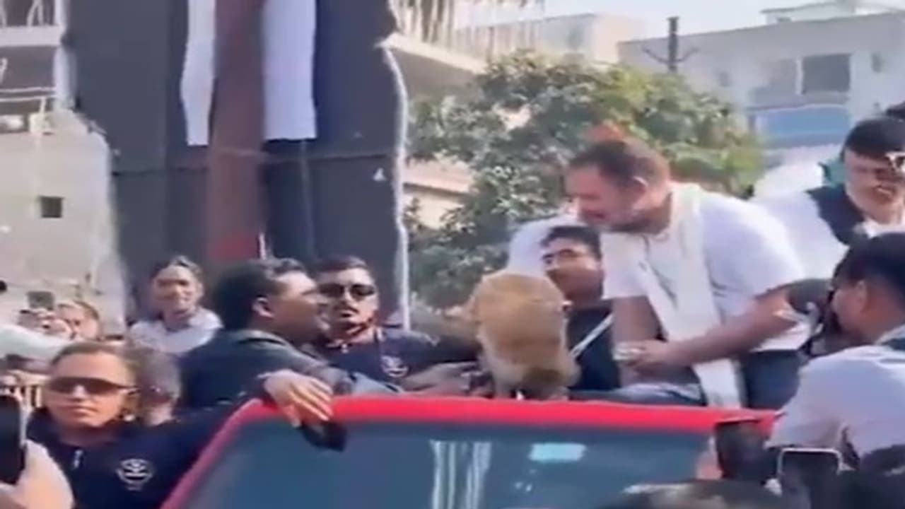 நாய்கள் மீது பாஜகவுக்கு ஏன் இவ்வளவு ஆர்வம்? நாய் பிஸ்கட் விவகாரத்தில் ராகுல் பொளேர்!