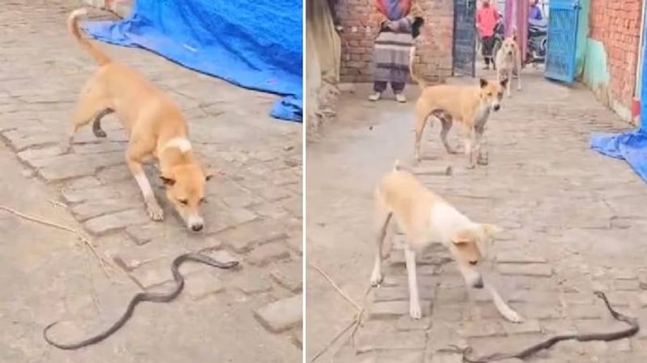 നിന്നെയൊക്കെയിന്ന് ഞാൻ കൊത്തിക്കൊല്ലുമെടാ, മൂന്ന് പട്ടികളും ഒരു പാമ്പും, പൊരിഞ്ഞ പോരാട്ടം