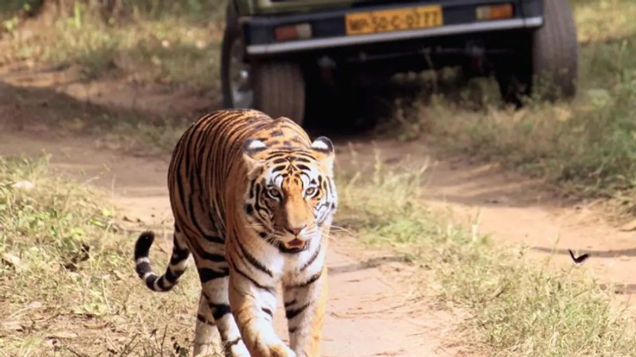 300 ഏക്കർ, തുടക്കത്തിൽ 18 കടുവകള്; കേരളത്തിലെ ആദ്യ ടൈഗര് സഫാരി പാർക്ക് കോഴിക്കോട്, ടിക്കറ്റ് നിരക്ക് ഇങ്ങനെ! 300 ഏക്കർ, തുടക്കത്തിൽ 18 കടുവകള്; കേരളത്തിലെ ആദ്യ ടൈഗര് സഫാരി പാർക്ക് കോഴിക്കോട്, ടിക്കറ്റ് നിരക്ക് ഇങ്ങനെ!