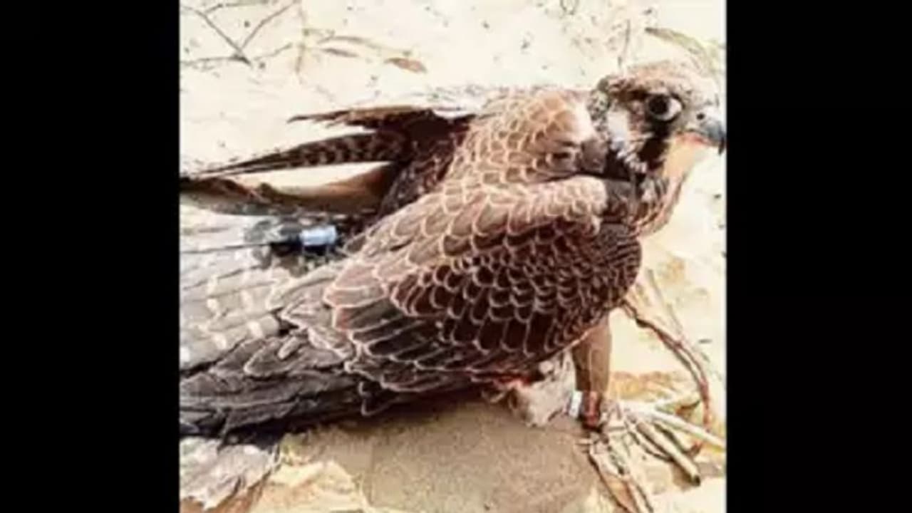 ಭಾರತ ಪಾಕ್ ಗಡಿಯಲ್ಲಿ ಬಿಎಸ್ಎಫ್ ಸೆರೆ ಹಿಡಿದ ಗಿಡುಗನ ಕಾಲಿನಲ್ಲಿತ್ತು 15 ಲಕ್ಷದ ಜಿಪಿಎಸ್! ಭಾರತ ಪಾಕ್ ಗಡಿಯಲ್ಲಿ ಬಿಎಸ್ಎಫ್ ಸೆರೆ ಹಿಡಿದ ಗಿಡುಗನ ಕಾಲಿನಲ್ಲಿತ್ತು 15 ಲಕ್ಷದ ಜಿಪಿಎಸ್!