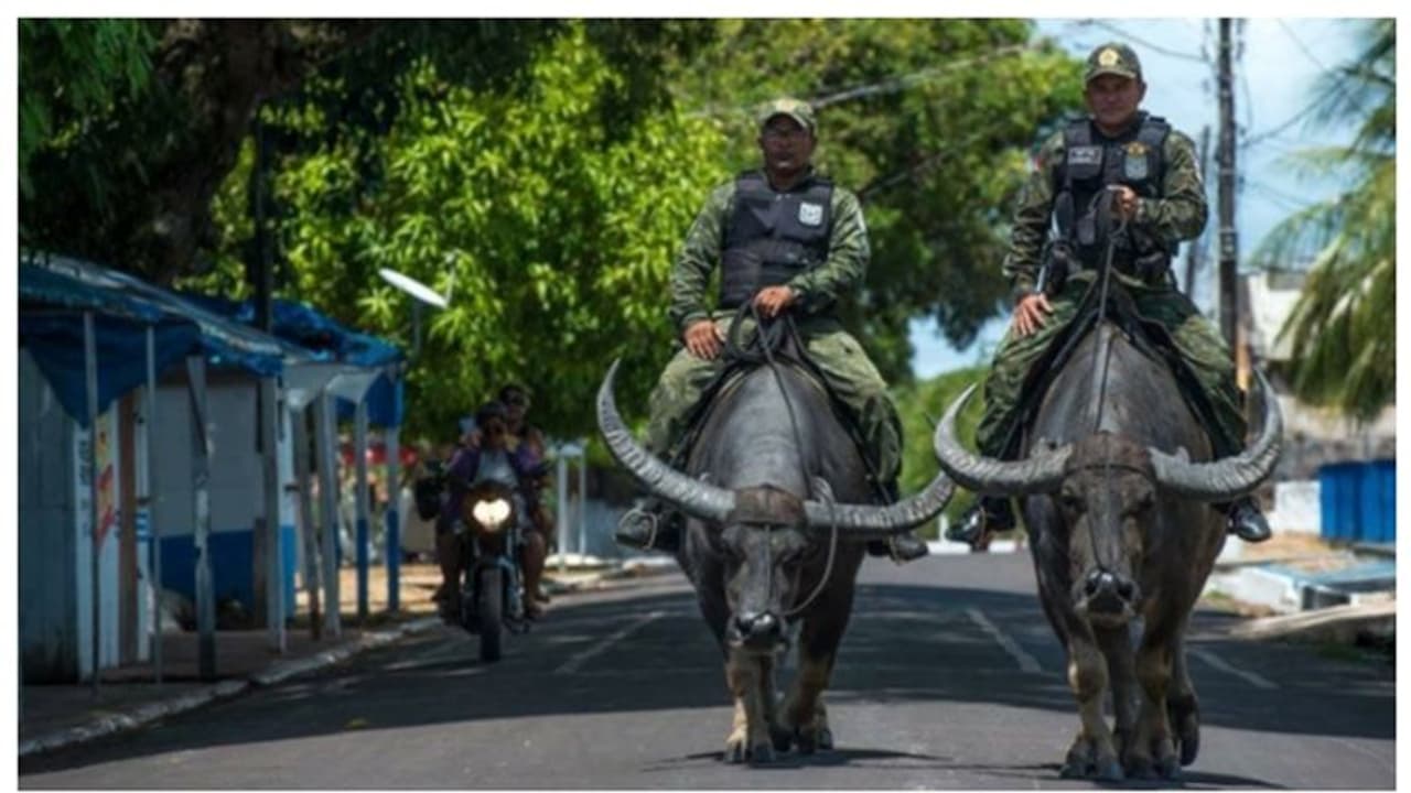 കാലനല്ല സാറേ... പോലീസാ !; പോത്തിന്റെ പുറത്തേറി പട്രോളിംഗ് നടത്തുന്ന 'ബഫല്ലോ സോള്ജിയേഴ്സ്' ! കാലനല്ല സാറേ... പോലീസാ !; പോത്തിന്റെ പുറത്തേറി പട്രോളിംഗ് നടത്തുന്ന 'ബഫല്ലോ സോള്ജിയേഴ്സ്' !