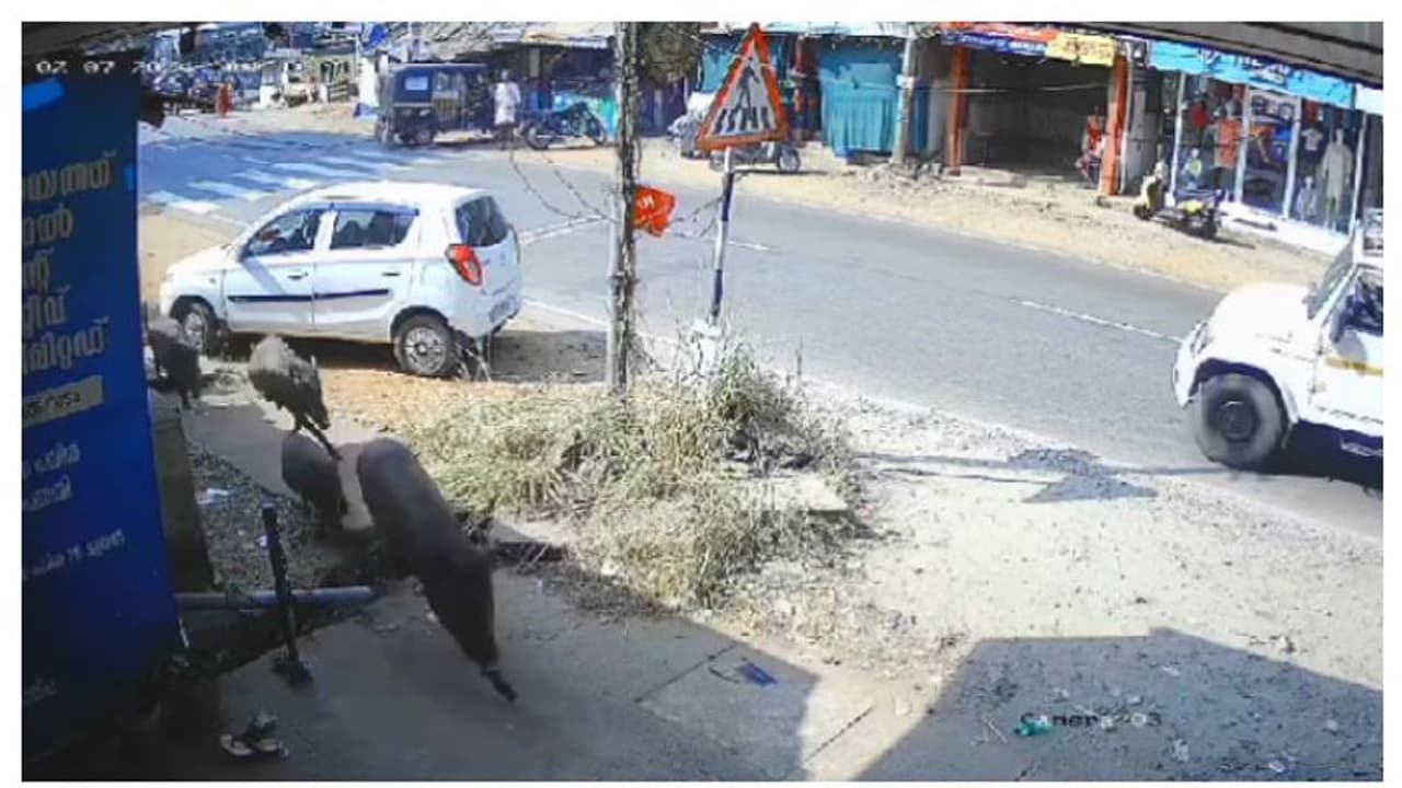 മലപ്പുറത്ത് കാട്ടുപന്നികൾ കടകളിലേക്ക് കൂട്ടത്തോടെ പാഞ്ഞു കയറി; ഇറങ്ങിയോടി ജീവനക്കാർ, വെടിവെച്ച് കൊന്നു മലപ്പുറത്ത് കാട്ടുപന്നികൾ കടകളിലേക്ക് കൂട്ടത്തോടെ പാഞ്ഞു കയറി; ഇറങ്ങിയോടി ജീവനക്കാർ, വെടിവെച്ച് കൊന്നു