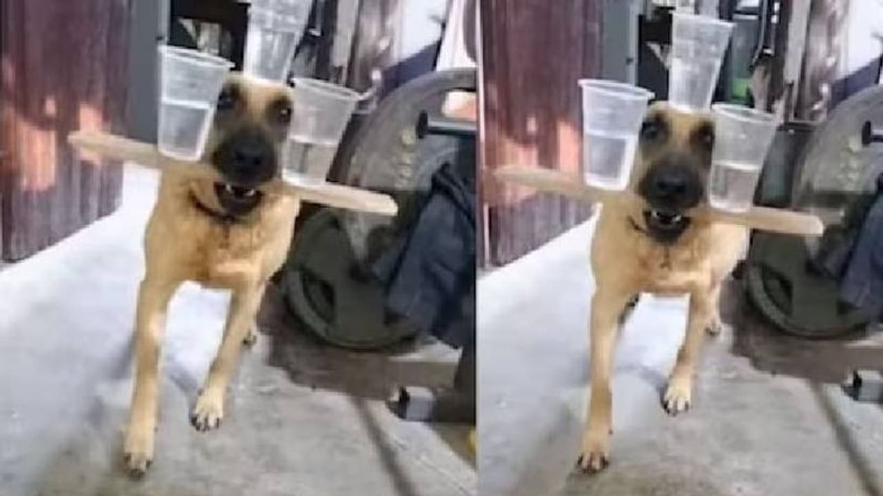 എന്റമ്മോ ഇതൊക്കെ എങ്ങനെ സാധിക്കുന്നെടെ? ഈ നായയുടെ വീഡിയോ കണ്ടാൽ ആരായാലും ചോദിച്ചുപോകും 