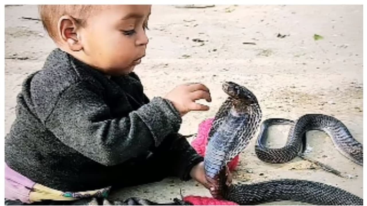 'ഒരു സെക്കന്‍റ് വേണ്ട...'; മൂർഖന്‍ പാമ്പിനൊപ്പം 'കളിക്കുന്ന' കൈകുഞ്ഞിന്‍റെ വൈറല്‍ വീഡിയോയ്ക്ക് രൂക്ഷവിമർശനം !